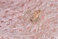 Olios argelasius