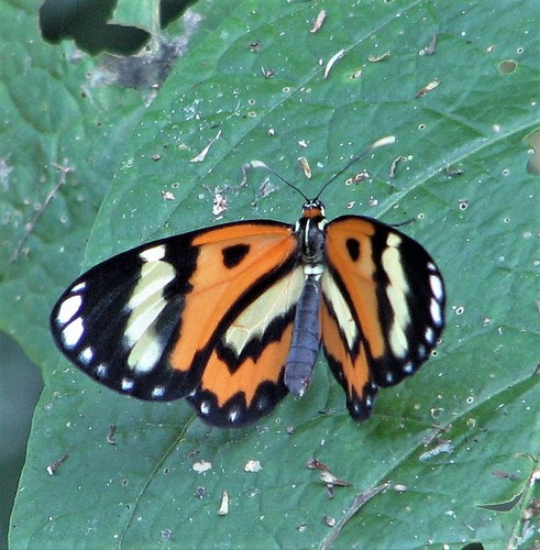 Placidina euryanassa