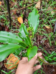 Cordyline murchisoniae
