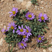 Townsendia montana - Photo (c) Todd Boland, algunos derechos reservados (CC BY-NC), subido por Todd Boland