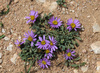 Wyoming Townsend Daisy - Photo (c) Todd Boland, some rights reserved (CC BY-NC), uploaded by Todd Boland
