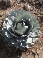 Agave parryi truncata