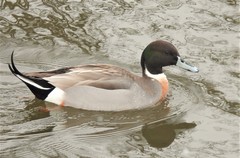 Anas platyrhynchos × acuta