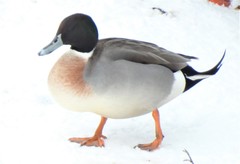 Anas platyrhynchos × acuta