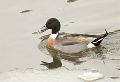 Anas platyrhynchos × acuta