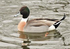 Anas platyrhynchos × acuta