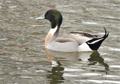 Anas platyrhynchos × acuta