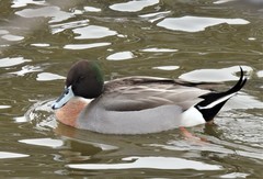 Anas platyrhynchos × acuta