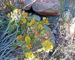 Aspalathus pinguis pinguis