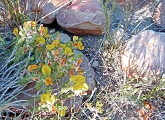 Aspalathus pinguis pinguis