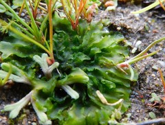 Anthoceros agrestis