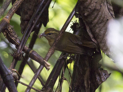 Sphenopsis frontalis