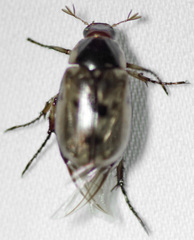 Anomala undulata