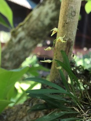 Specklinia