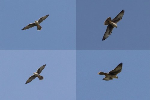 Laggar Falcon (Falco jugger), photo 7