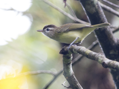 Vireo leucophrys