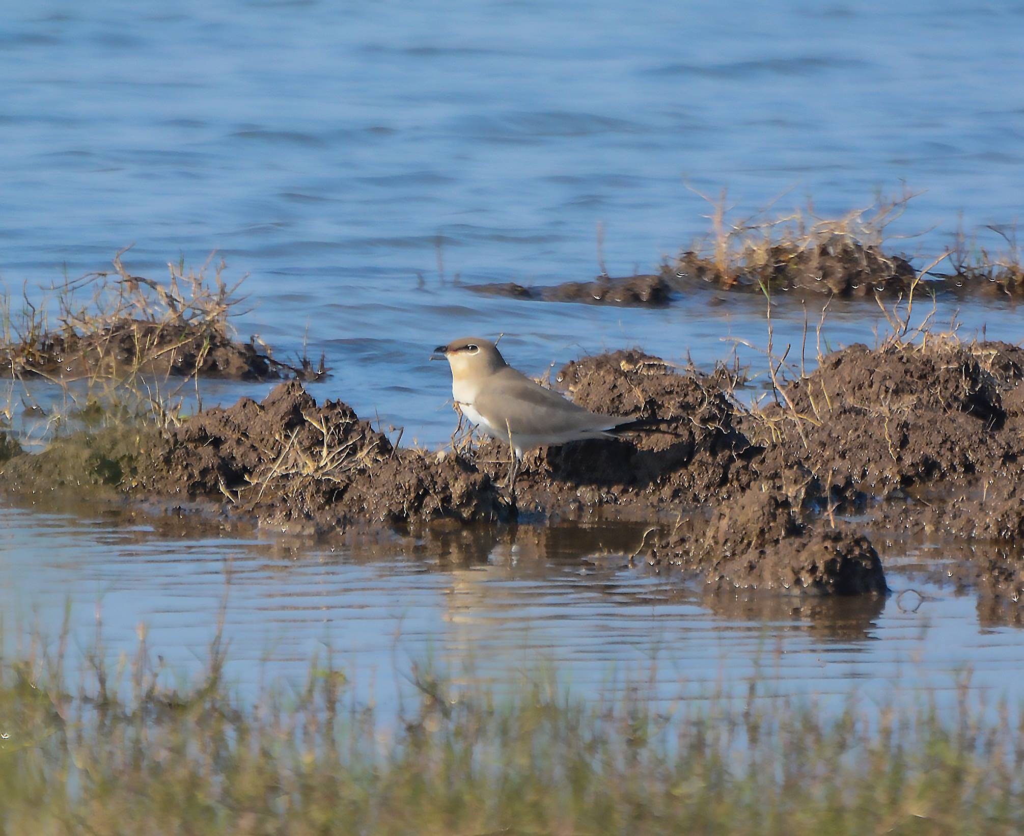 Small Pratincole