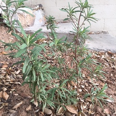 Salvia