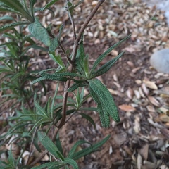 Salvia