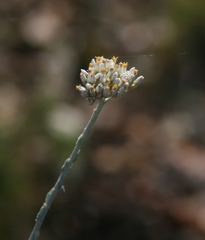 Helichrysum zeyheri