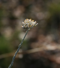 Helichrysum zeyheri