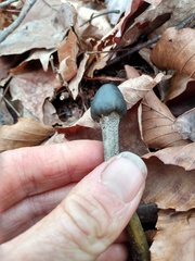 Tolypocladium longisegmentatum