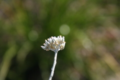Helichrysum zeyheri
