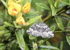 Chrysolarentia argocyma