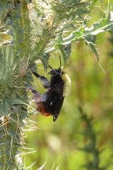 Bombus bellicosus