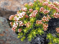 Ozothamnus ledifolius