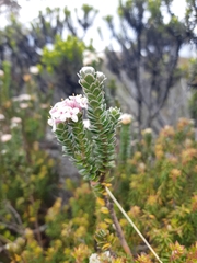 Pimelea sericea