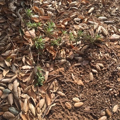 Salvia