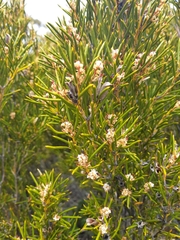 Orites acicularis