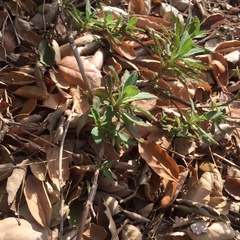 Salvia