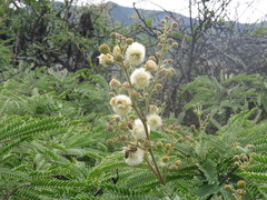 Senegalia subangulata