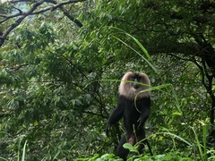 Macaca silenus