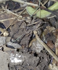 Lycosidae