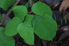 Gmelina leichhardtii