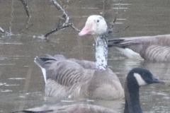 Anser anser × Branta canadensis