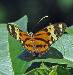 Tithorea harmonia pseudethra