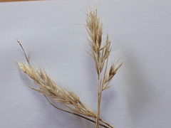 Rytidosperma bipartitum