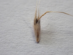 Rytidosperma bipartitum