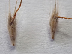 Rytidosperma bipartitum