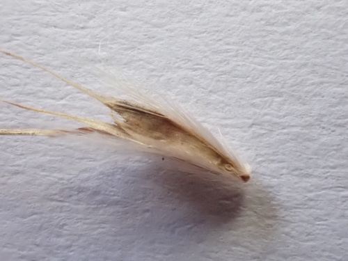 Image of Rytidosperma bipartitum by (c) Nina Kerr, some rights reserved (CC BY)