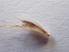 Rytidosperma bipartitum