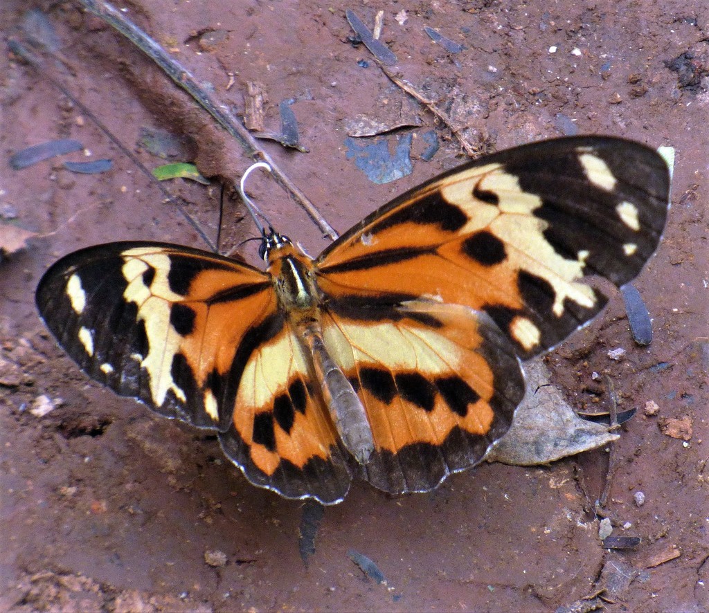 Tithorea harmonia neitha