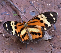 Tithorea harmonia pseudethra