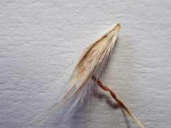 Rytidosperma bipartitum