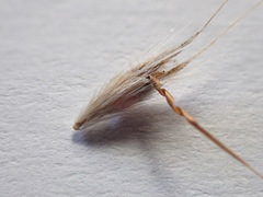 Rytidosperma bipartitum