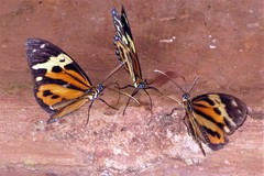 Tithorea harmonia pseudethra